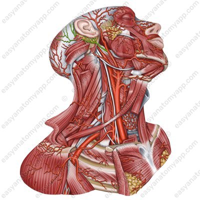 Posterior auricular artery (a. auricularis posterior)